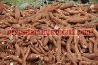 Fresh Cassava Root