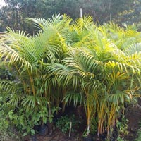Areca Plants