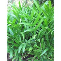Areca Plants