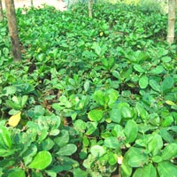 Cashew Nut Plants 02