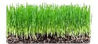 Wheatgrass