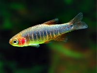 freshwater aquarium fishes