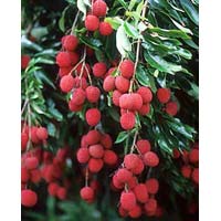 Litchi Plants