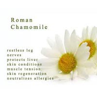 Chamomile Oil- Roman