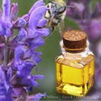 Hyssop Oil