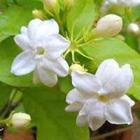 Jasmine Oil- Jasminum Sambac