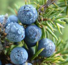 Juniper Berry Oil