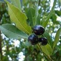 Laurel Berry Oil