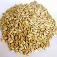 Barley Seed - 01