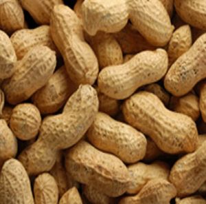 Groundnut