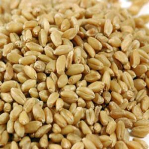 Soft White Wheat