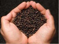 Black Pepper Seeds