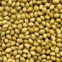 Whole Coriander Seeds