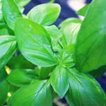 Basil Essential Oil