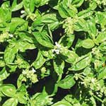 Basil Essential Oil