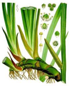 Calamus Oil