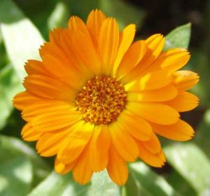 Calendula Oil