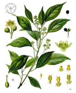 Camphor Oil