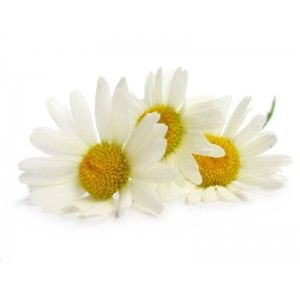 Chamomile Roman Oil