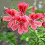 Geranium Essential Oil