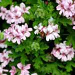 Geranium Essential Oil