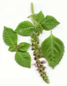 Holy Basil Oil