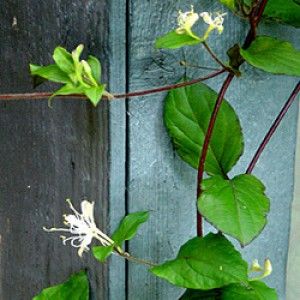 Honeysuckle Oil