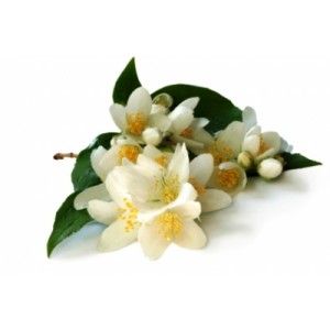 Jasmine Grandiflorum Absolute