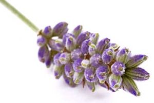 Lavender Oil