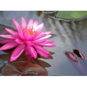 pink lotus absolute