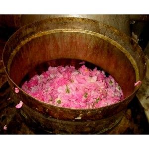 Rose Oil (Perfume Grade/Cosmetic Grade)