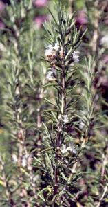 Rosemary Oil