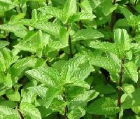 Spearmint Oil