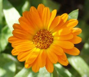 Calendula Oil