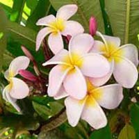 Frangipani Oil