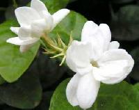 Jasmine Oil