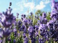 Lavender Floral Water