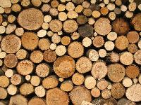 Timber Logs