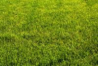 Natural Grass