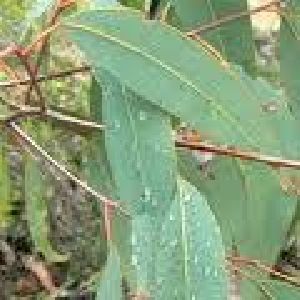 Eucalyptus Oil