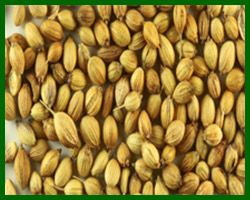 Coriander Seeds