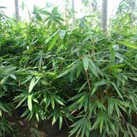 Bambusa Plants