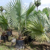 Bismarckia Palm Plant
