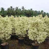 Ficus Starlight Plants