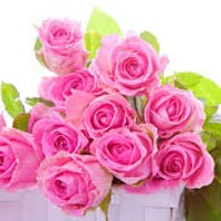 Fresh Pink Rose Flowers