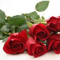 Fresh Red Rose Flowers