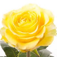 Fresh Yellow Rose Flowers