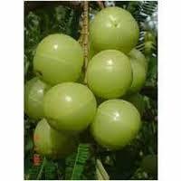 Amla / gooseberry Plants