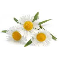 Chamomile Roman Essential Oil