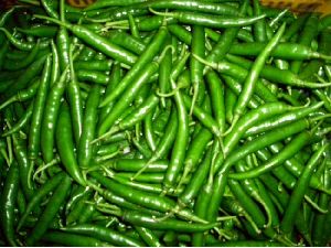 Fresh Green Chilli